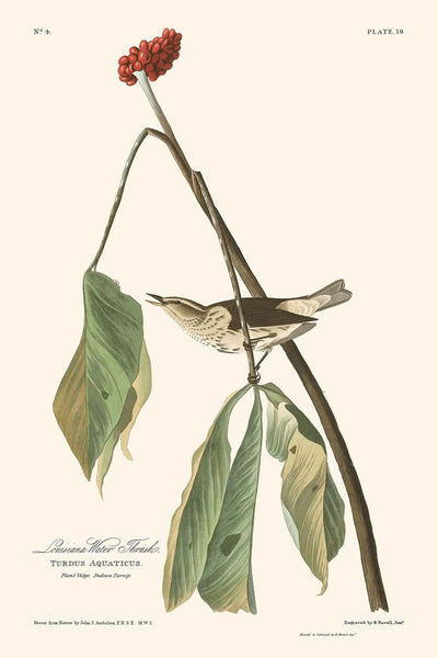 Grive d'eau de Louisiane par John James Audubon, 1827