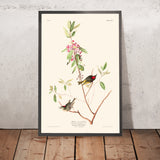 Ruby incoronò Wren di John James Audubon 1827 