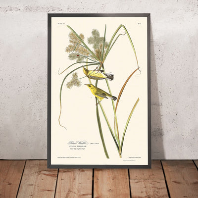 Prairie Warbler by John James Audubon, 1827