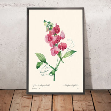 Guisante eterno de Pierre-Joseph Redouté, 1802