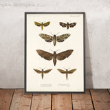 Moths (Lepidoptera: Heterocera, Plate 008) by Frederick DuCane Godman, 1879