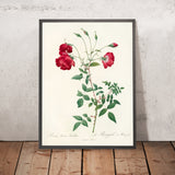 Rose (Rosa indica sertulata) by Pierre Joseph Redouté, 1817