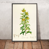 Lysimachia salicifolia (Plate 30) by Pierre Joseph Redouté, 1813