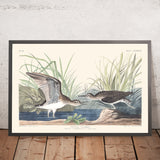 Einsamer Sandpiper von John James Audubon 1827 