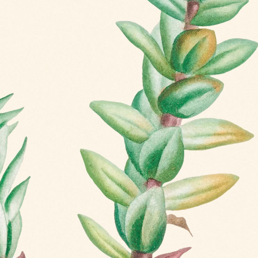 Crassula roja de Pierre-Joseph Redouté, 1802