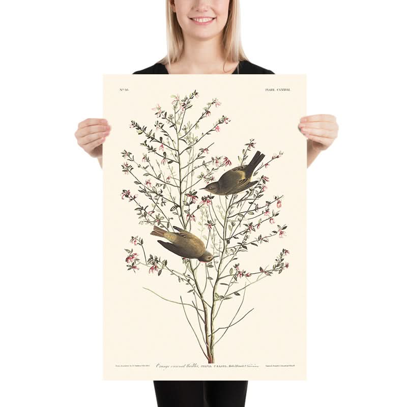 Orange-crowned Warbler by John James Audubon, 1827