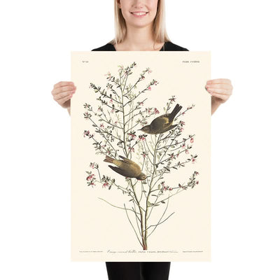 Orange-crowned Warbler by John James Audubon, 1827