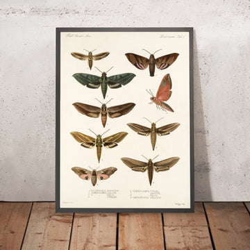 A framed image of 