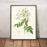 Musk Rose (Rosa moschata) by Pierre Joseph Redouté, 1817