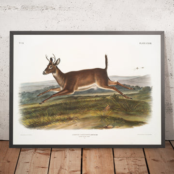 A framed image of 
