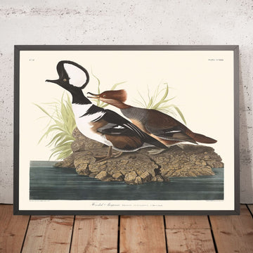 Merganser con cappuccio di John James Audubon 1827 