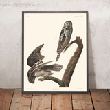 Gufo Falco di John James Audubon, 1827 
