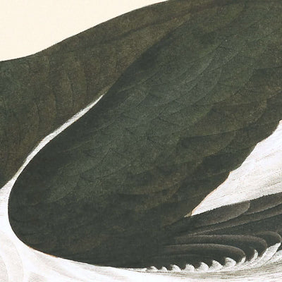 Pied Oyster-catcher by John James Audubon, 1827