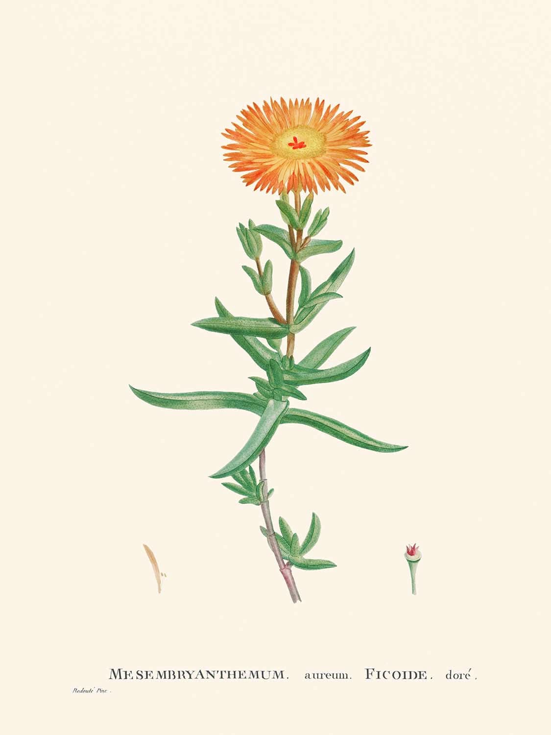 Golden Fig-Marigold by Pierre-Joseph Redouté, 1802