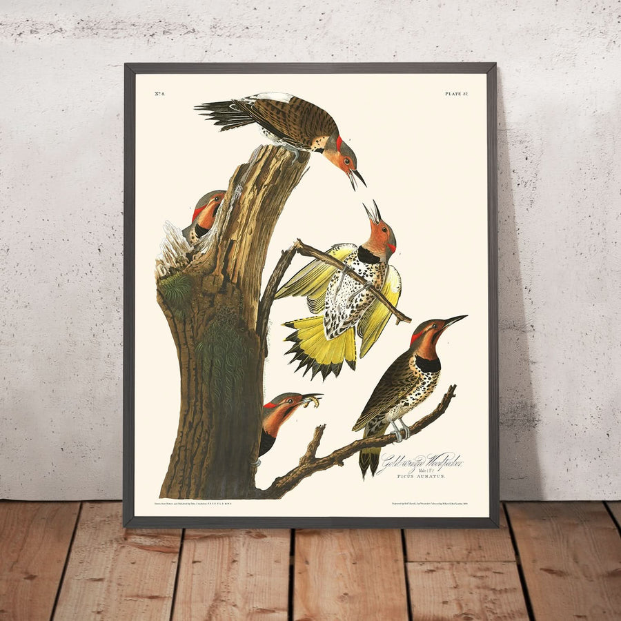 Picchio dalle ali dorate di John James Audubon, 1827 