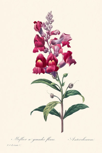 Antérinum de Pierre-Joseph Redouté, 1827