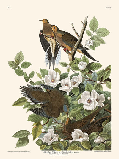 Karolina-Taube von John James Audubon, 1827 