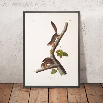 A framed image of 