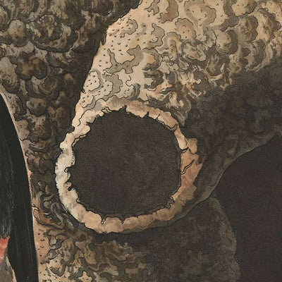 Republican, or Cliff Swallow by John James Audubon, 1827