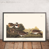 Uferlerche von John James Audubon, 1827 