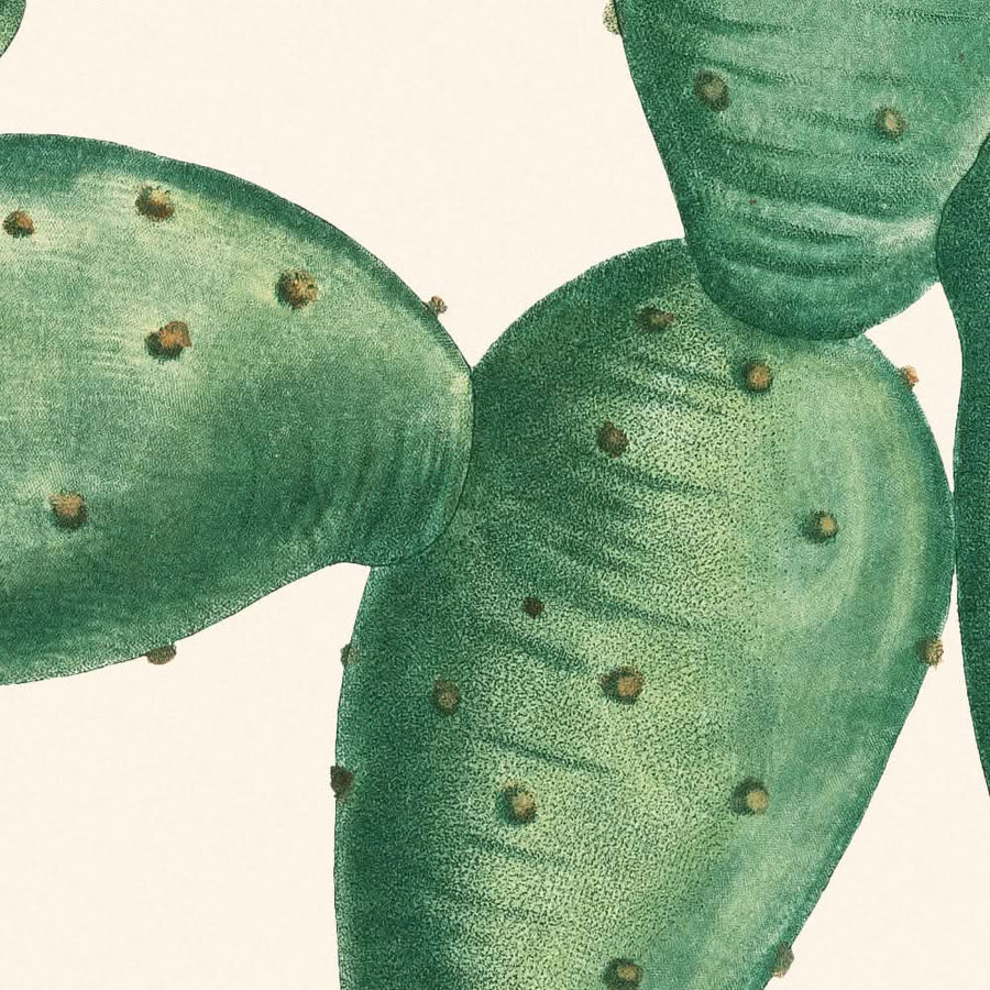 Cactus Opuntia Nana di Pierre-Joseph Redouté, 1802 