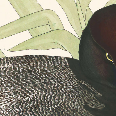 Tafelente von John James Audubon 1827 