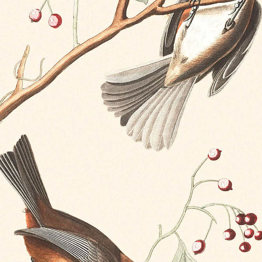 Cincia canadese di John James Audubon, 1827 