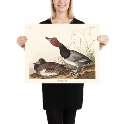 Red-headed Duck by John James Audubon, 1827