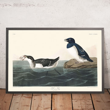 Kleine Auk von John James Audubon, 1827 