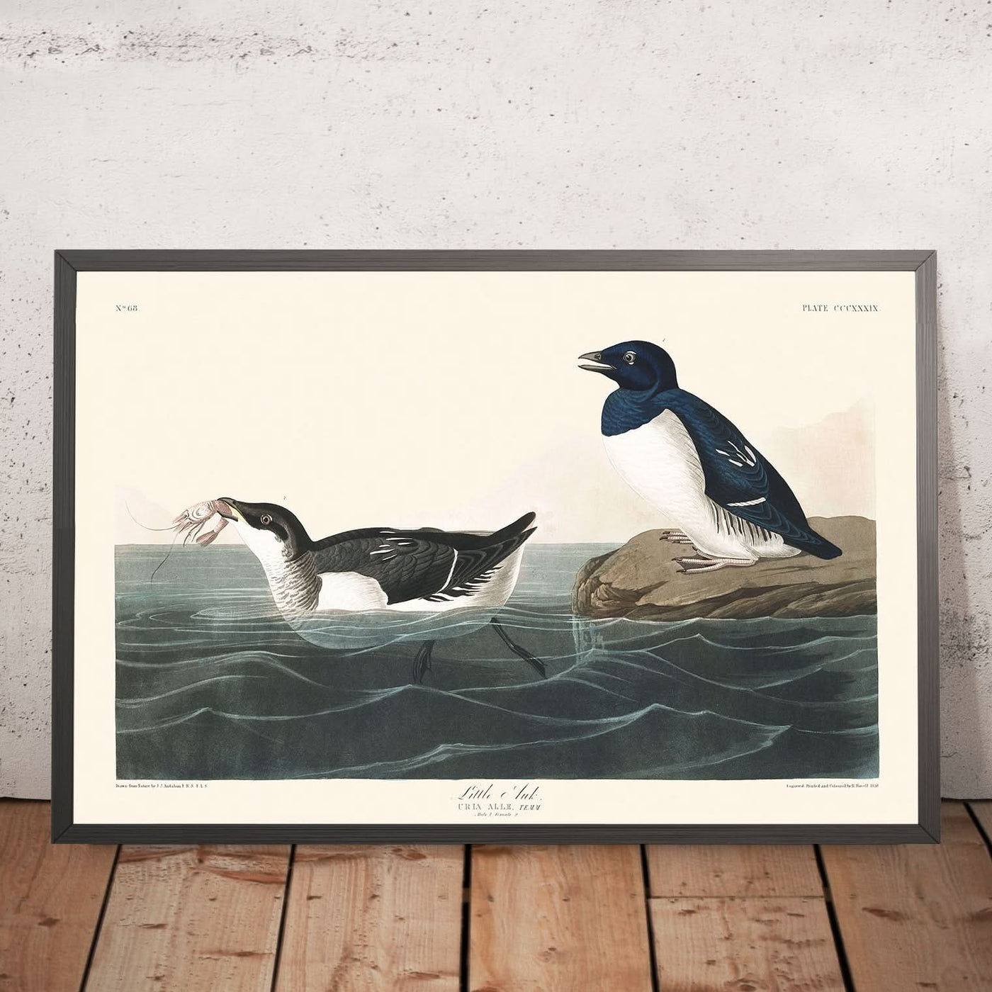 Little Auk by John James Audubon, 1827