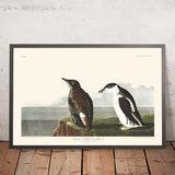 Guillemot dal becco sottile di John James Audubon, 1827 