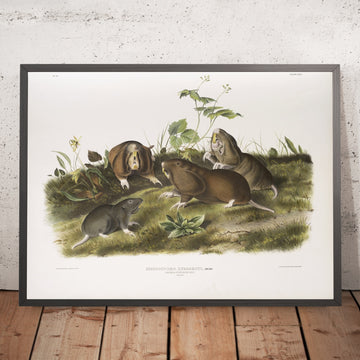 A framed image of 
