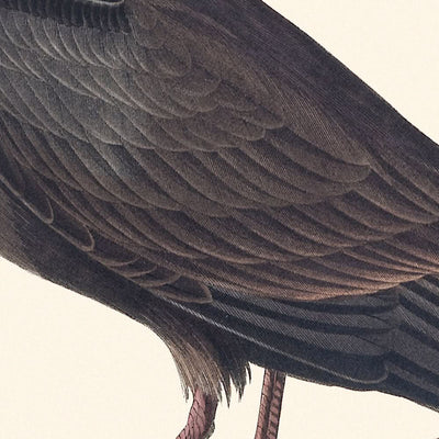 Noddy Tern by John James Audubon, 1827