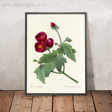 A framed image of Purple Mallow (Maluva purpurea, Plate 47) by Pierre Joseph Redouté, 1827