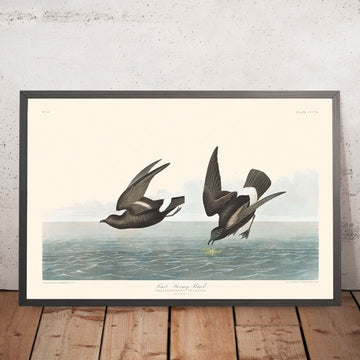 Am wenigsten stürmischer Petrel von John James Audubon, 1827 