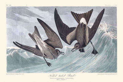 Gabelschwanz-Sturmvogel von John James Audubon, 1827 