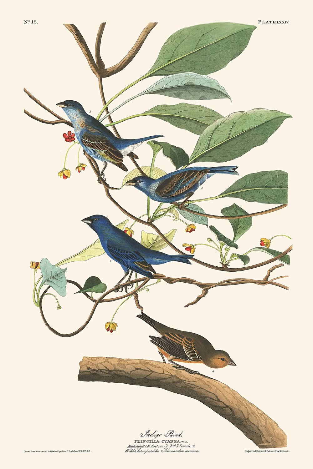 Indigo Bird by John James Audubon, 1827