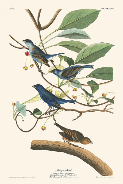 Indigo Bird by John James Audubon, 1827
