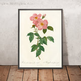 Rosa indica fragrans flore simplici by Pierre Joseph Redouté, 1817