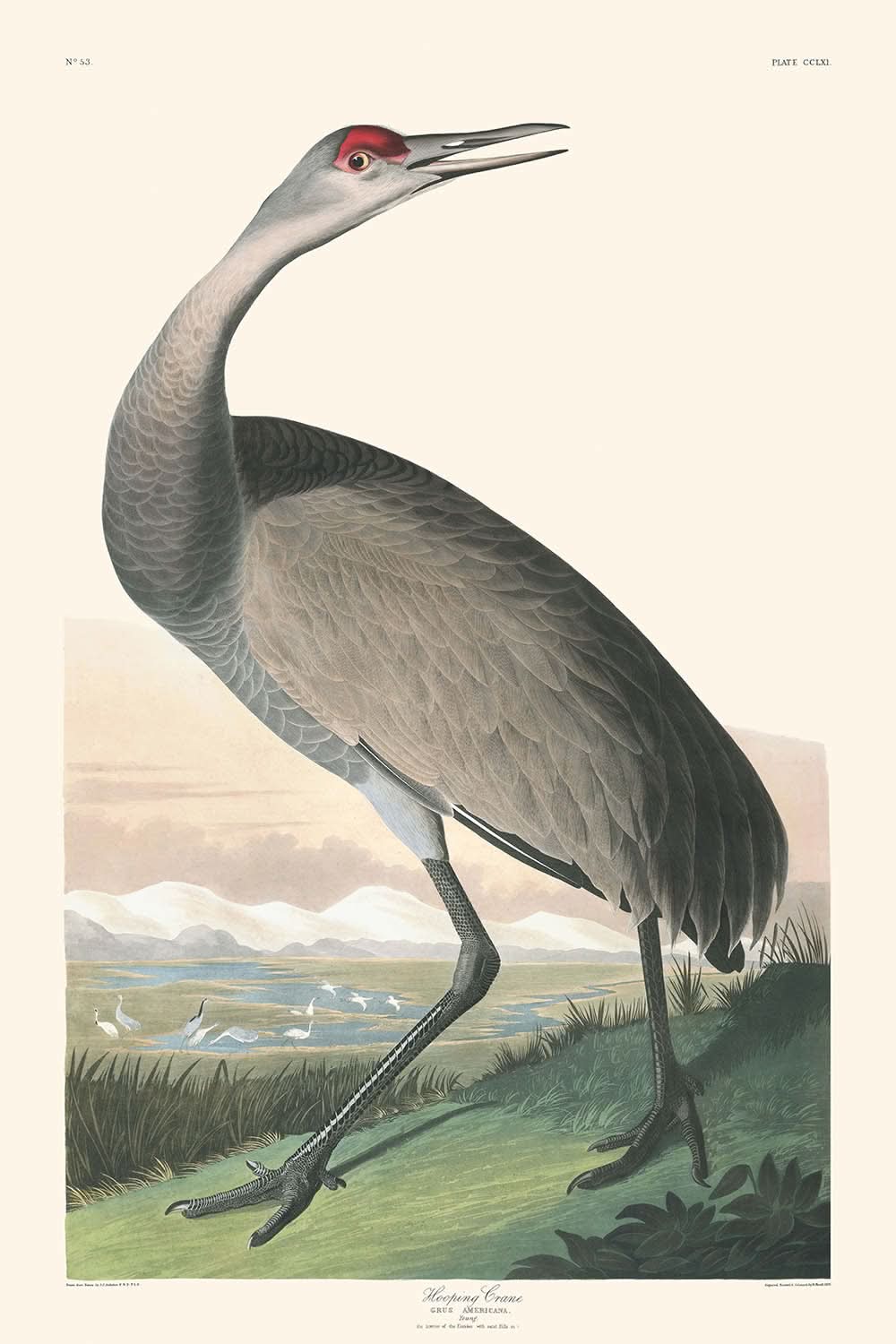 Hooping Crane by John James Audubon, 1827