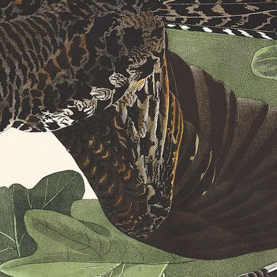 Le faucon de nuit de John James Audubon, 1827