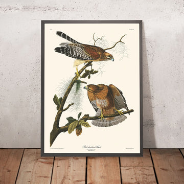 Falco dalle spalle rosse di John James Audubon, 1827 