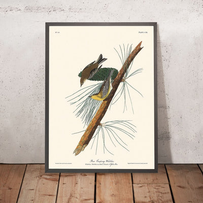 Kiefernkriechwarbler von John James Audubon, 1827 