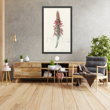 A framed image of Pitcairnia latifolia by Pierre Joseph Redouté, 1802