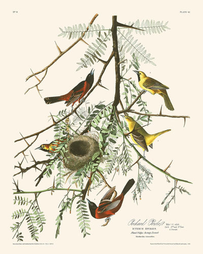 Orchard Oriole by John James Audubon, 1827