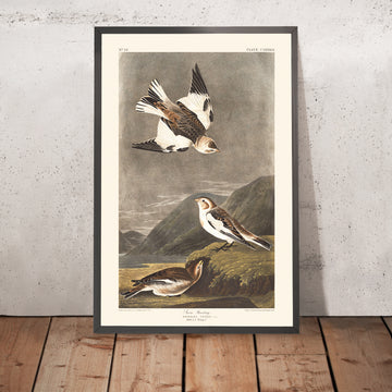 Una imagen enmarcada de Snow Bunting de John James Audubon, 1827
