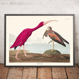 Ibis Scarlatto di John James Audubon, 1827 