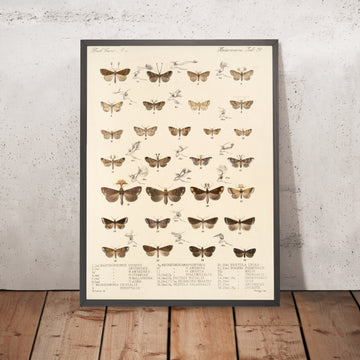 A framed image of 