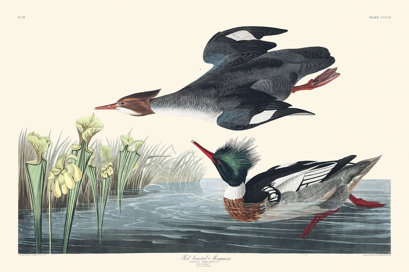 Red-breasted Merganser by John James Audubon, 1827