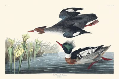 Red-breasted Merganser by John James Audubon, 1827